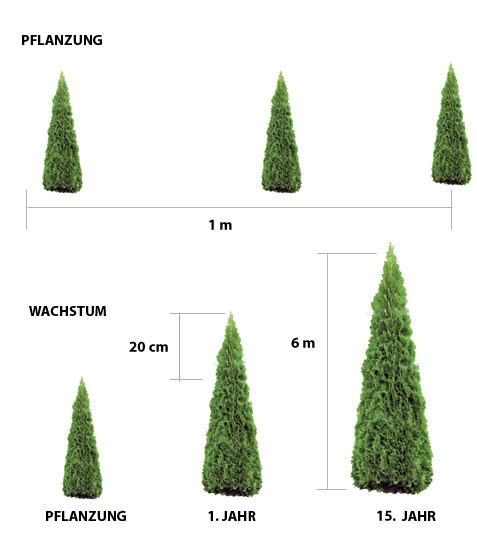 thuja brabant wiki Thuja „Brabant“ (40 – 60 cm) als kräftige wurzelware main image 1